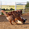 Twister und Cracker 2011