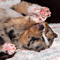 Jasper 2010