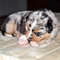 Jasper 2010