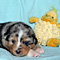 Jasper 2010