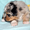 Jasper 2010