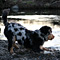 Jasper 2011