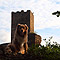 Niederburg 2010