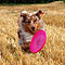 Twister Sommer 2009