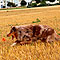 Twister Sommer 2009