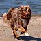 Twister Sommer-Hundeurlaub in Holland an der Nordsee 2010