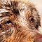 Twister Sommer-Hundeurlaub in Holland an der Nordsee 2010