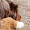 Twister Sommer-Hundeurlaub in Holland an der Nordsee 2010
