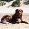 Twister Sommer-Hundeurlaub in Holland an der Nordsee 2010
