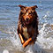 Twister Sommer-Hundeurlaub in Holland an der Nordsee 2010