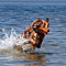 Twister Sommer-Hundeurlaub in Holland an der Nordsee 2010