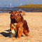 Twister Sommer-Hundeurlaub in Holland an der Nordsee 2010