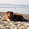 Twister Sommer-Hundeurlaub in Holland an der Nordsee 2010