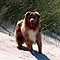 Twister Sommer-Hundeurlaub in Holland an der Nordsee 2010