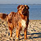 Twister Sommer-Hundeurlaub in Holland an der Nordsee 2010