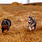 Bonny, Ginger und Twister - Sommer 2009