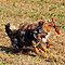 Twister und Ginger - Sommer 2009