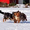 Twister und Ginger - Winter 2009/2010