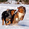 Twister und Ginger - Winter 2009/2010