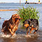 Twister und Ginger - Sommer 2010