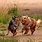 Twister und Ginger - Sommer 2010