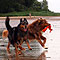 Twister und Ginger - Sommer 2010