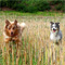 Twister und Ginger - Sommer 2010