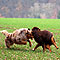 Ranger zu Besuch