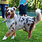 Lakeland-Aussies