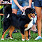 Lakeland-Aussies