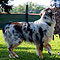 Lakeland-Aussies