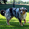 Lakeland-Aussies