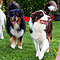 Lakeland-Aussies