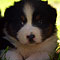 Lakeland-Aussies