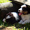 Lakeland-Aussies