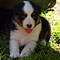 Lakeland-Aussies