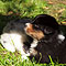 Lakeland-Aussies