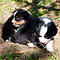 Lakeland-Aussies