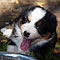 Lakeland-Aussies