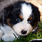 Lakeland-Aussies