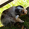Lakeland-Aussies