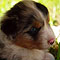 Lakeland-Aussies