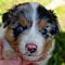 Lakeland-Aussies
