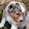 Lakeland-Aussies