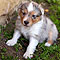 Lakeland-Aussies
