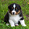 Lakeland-Aussies