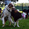 Lakeland-Aussies