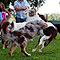 Lakeland-Aussies