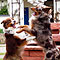 Nash-Jazz-Twist