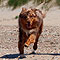 Twist und Smoke in Holland